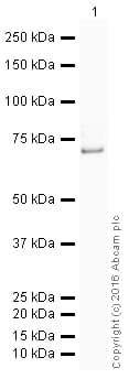 HRP Anti-RanGAP1 antibody [EPR3295]
