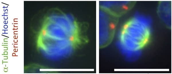 Anti-Pericentrin antibody [mAbcam 28144] - Centrosome Marker(AB28144)