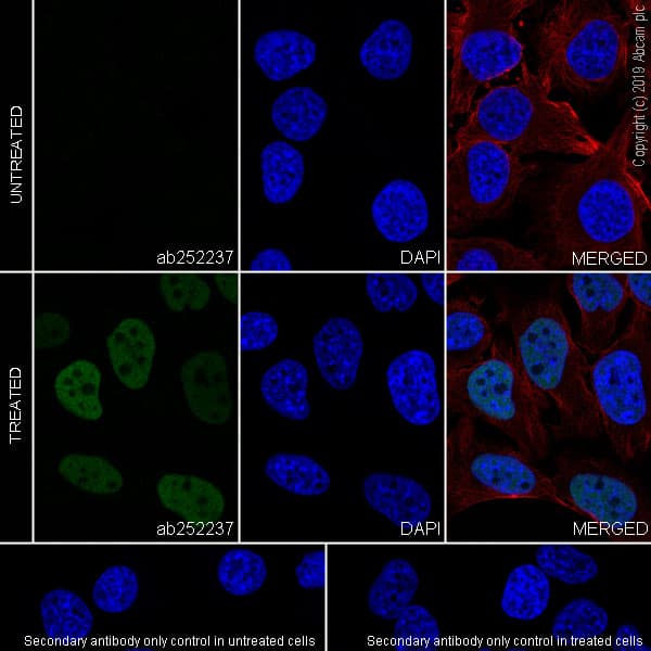 Fos B Antibody Epr23489 90 Bsa And Azide Free Ab269953  Immunocytochemistry Immunofluorescence Img92742