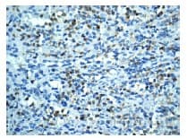 Anti-TIA1 antibody [EPR9304] - BSA and Azide free(AB230829)