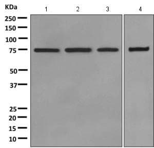 Anti-Moesin antibody [EPR2429(2)] - BSA and Azide free(AB249530)