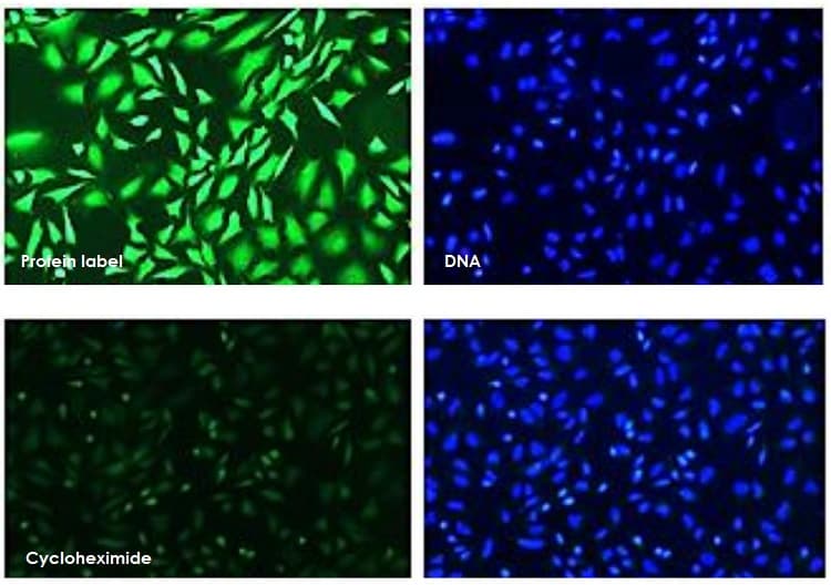Global Protein Synthesis Assay Kit(AB273286)