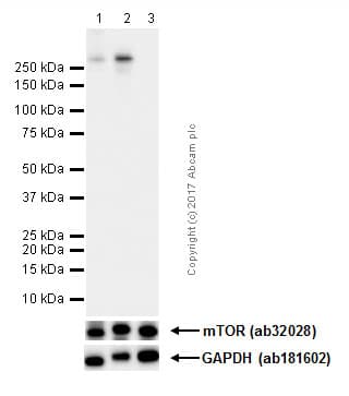 Anti-mTOR (phospho S2448) antibody [EPR426(2)](AB109268)