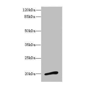 Anti-NMU antibody(ab229635)