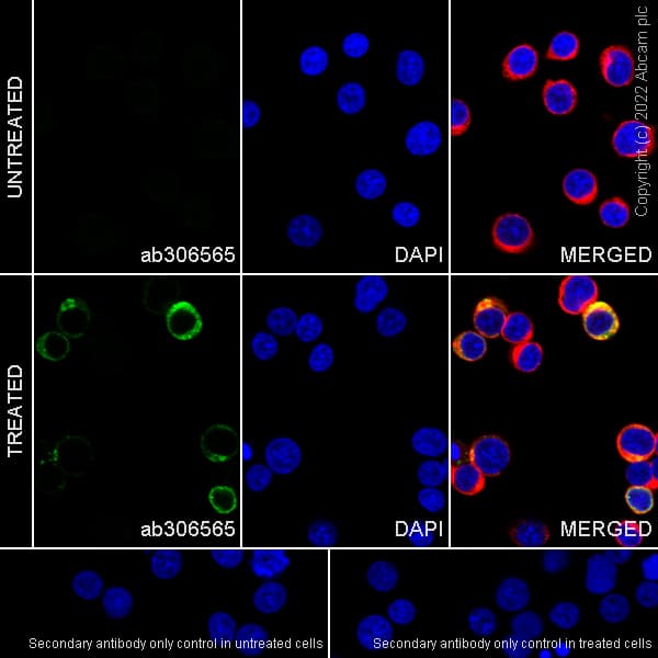 Goat Anti-Chicken IgY H&L (Alexa Fluor® 488) preadsorbed(AB150173)