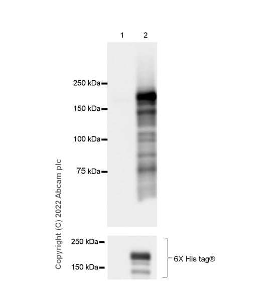 Anti-PRDM16 antibody [EPR24315-59](AB303534)