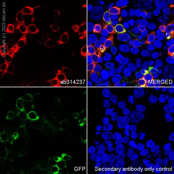 Goat Anti-Rabbit IgG H&L (Alexa Fluor® 594)(AB150080)