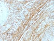 Anti-Tenascin C antibody [T2H5] - BSA and Azide free(AB212462)