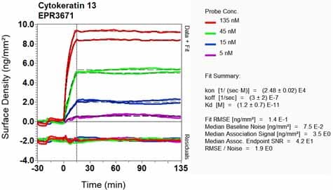 Anti-Cytokeratin 13 antibody [EPR3671](AB92551)