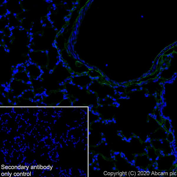 Anti-CD34 antibody [EP373Y](AB81289)