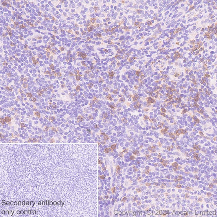 Anti-NKG2D antibody [RM1173] - BSA and Azide free(AB319163)