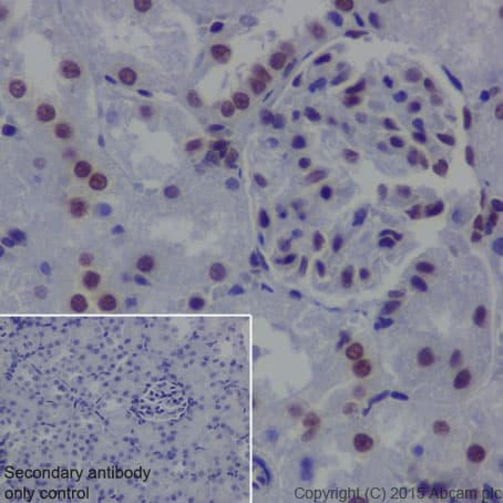 Anti-EHMT2/G9A antibody [EPR18894] - ChIP Grade - BSA and Azide free(AB240289)