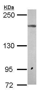 Anti-NMDAR2A antibody - N-terminal(AB227233)