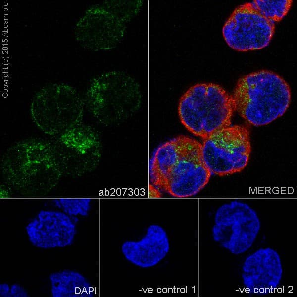 Anti-alpha 1 Antitrypsin antibody [EPR17087-50](AB207303)