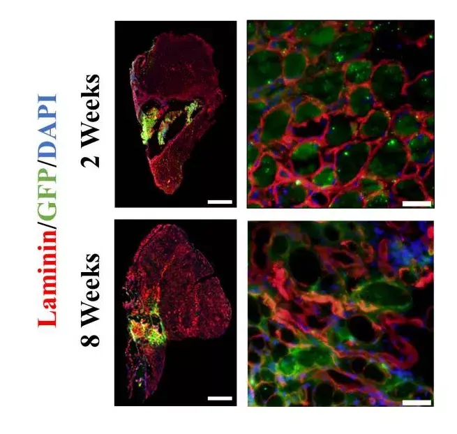Anti-GFP antibody(AB6673)