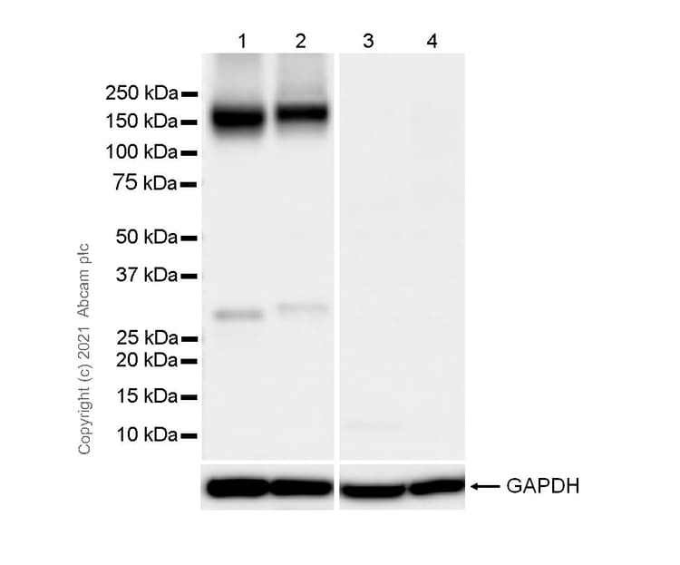 Anti-KCC2 antibody [EPR24203-85](AB259969)