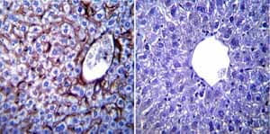 Kdel Antibody Ab2898  Immunohistochemistry Formalin Pfa Fixed Paraffin Embedded Sections Img109643