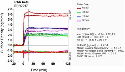 Anti-Retinoic Acid Receptor beta antibody [EPR2017](AB124701)