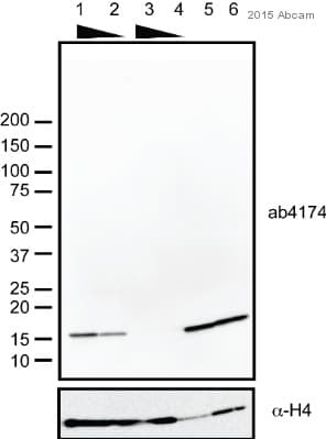 Anti-Histone H2A.Z antibody - ChIP Grade(ab4174)