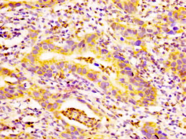 Edar Antibody Ab235106  Immunohistochemistry Formalin Pfa Fixed Paraffin Embedded Sections Img126577