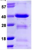 Ab109849  Sds Page Img19318