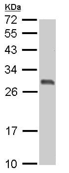 Anti-14-3-3 sigma/SFN antibody(AB151504)