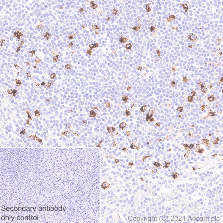 Anti-CD208 antibody [EPR24265-8](AB271053)