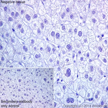 Rbmy1a1 Antibody R125082 Ab200202  Immunohistochemistry Formalin Pfa Fixed Paraffin Embedded Sections Img135376