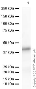 Anti-SOX2 antibody(ab97959)