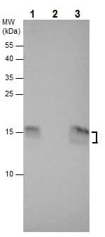 Anti-LC3B antibody - N-terminal(AB229327)