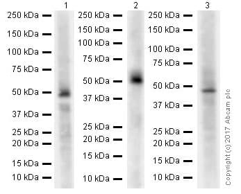 Gsdma Antibody Epr19858 17 Ab214818  Western Blot Img18000