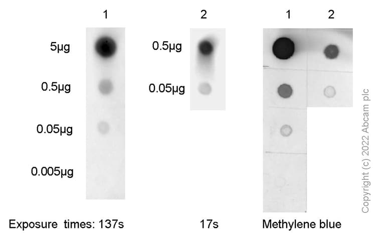 Anti-7-Methylguanosine antibody [EPR20846-92](AB300740)