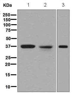 Ercc1 Antibody Epr7277 Ab129267  Western Blot Img126120