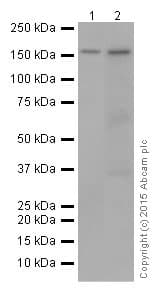 Fanca Faa Antibody Epr16519 42 Bsa And Azide Free Ab251345  Western Blot Img148288