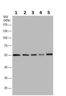 Anti-TUBA4A antibody(AB228701)