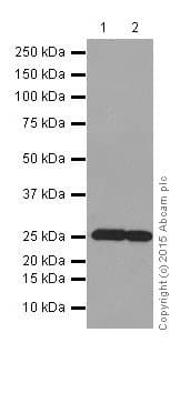 Anti-Bcl-2 antibody [EPR17509](AB182858)