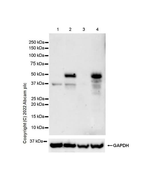 Anti-ATF-4 antibody [EPR24346-182](AB270980)