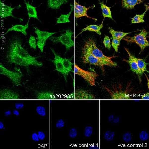 Anti-RIP antibody [EPR19697] - BSA and Azide free(AB238451)