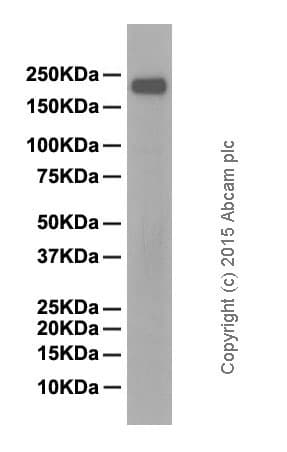 Anti-CD45 antibody [EP322Y](AB40763)
