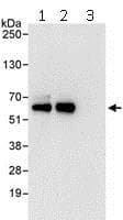 Cdk8 Antibody Ab115155  Immunoprecipitation Img123978