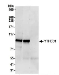 Anti-YTHDC1 antibody(AB264375)