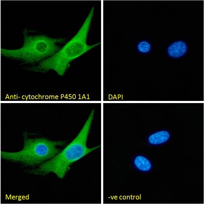 Anti-CYP1A1 antibody(AB126887)
