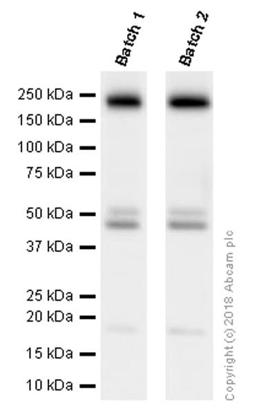 Anti-PDGFR alpha + PDGFR beta antibody [Y92] - C-terminal(AB32570)