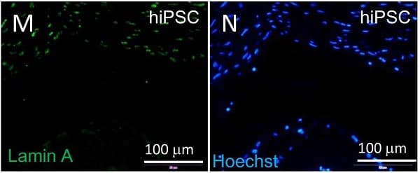 Anti-Lamin A + Lamin C antibody [EPR4100] - Nuclear Envelope Marker(AB108595)