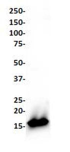 Anti-Lysozyme antibody [SP329](AB223503)