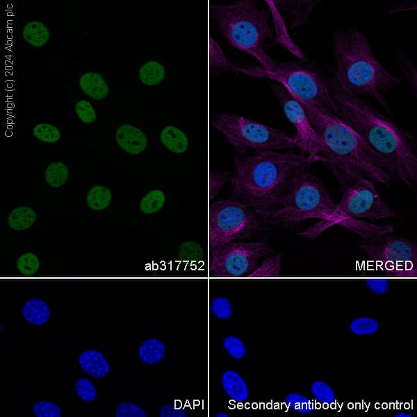 Anti-MCM2 antibody [RM1146] - BSA and Azide free(AB317753)