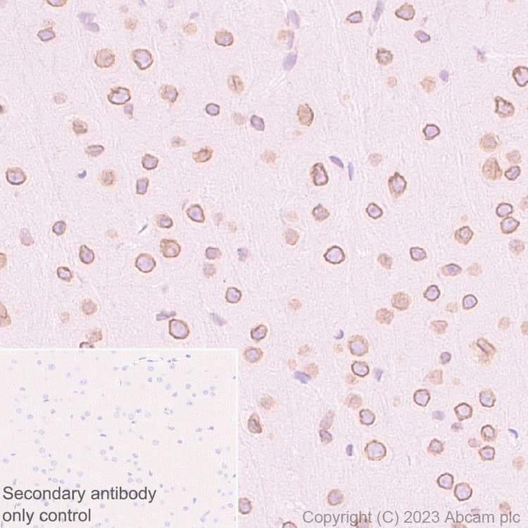 Ranbp2 Antibody Epr28204 62 Bsa And Azide Free Ab314326  Immunohistochemistry Formalin Pfa Fixed Paraffin Embedded Sections Img421487