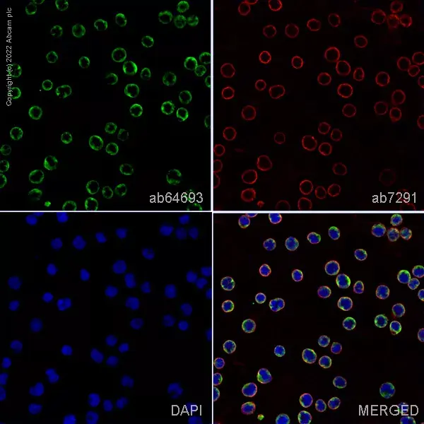 Anti-Mannose Receptor antibody(AB64693)