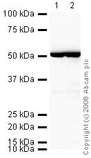 HRP Anti-beta Tubulin antibody - Loading Control(AB21058)