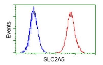 Anti-GLUT5 antibody [OTI20E1](AB279363)